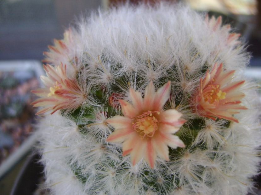 Mammillaria bocasana v. multilanata - Cactusi 2017 bis bis