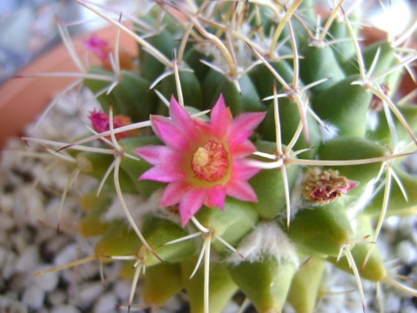 Mammillaria compressa - Cactusi 2017 bis bis