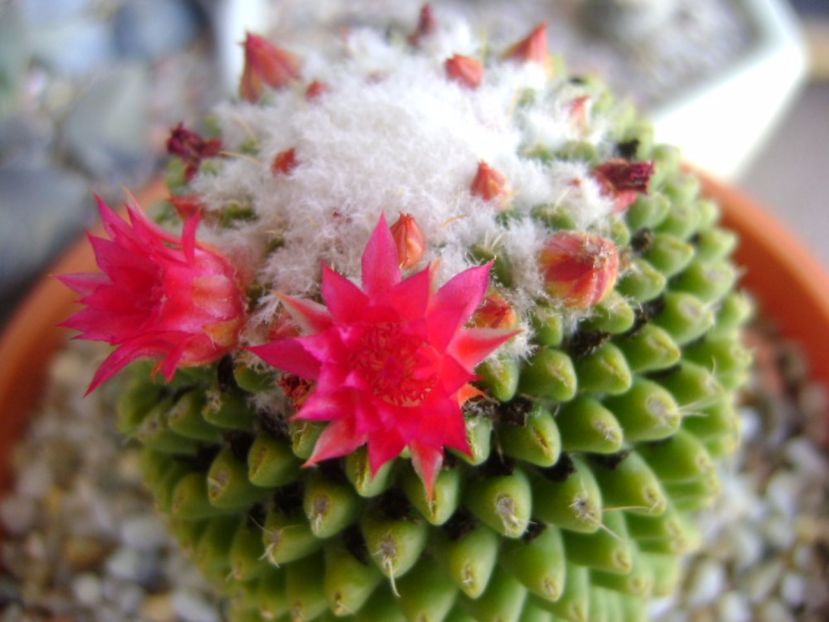 Mammillaria polythele cv. Stachellos - Cactusi 2017 bis bis