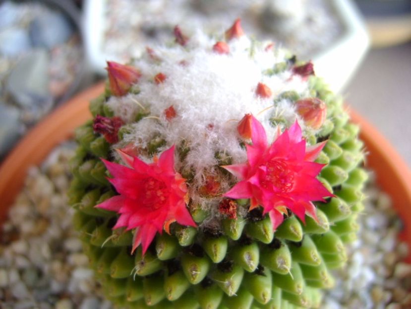Mammillaria polythele cv. Stachellos - Cactusi 2017 bis bis
