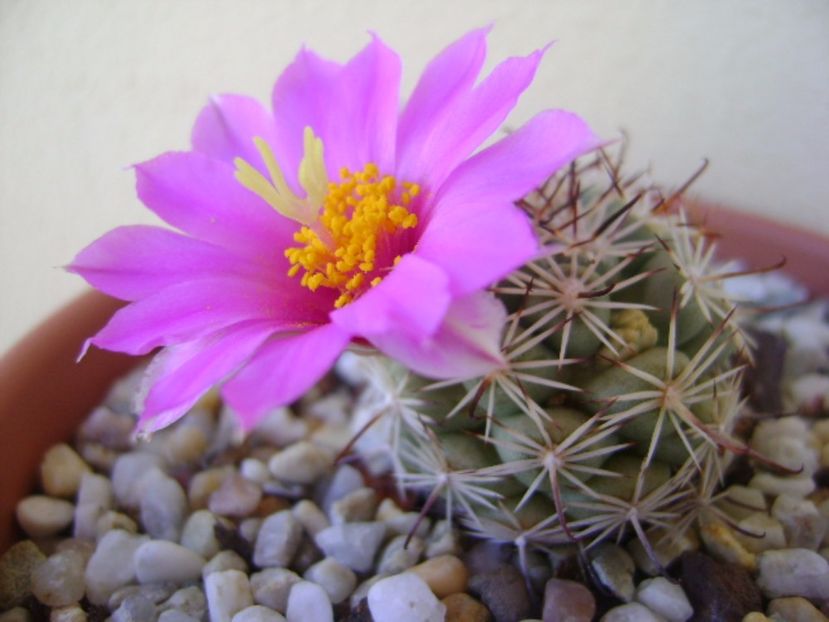 Mammillaria schumannii v. globosa (Bartschella schumannii) - Cactusi 2017 bis bis