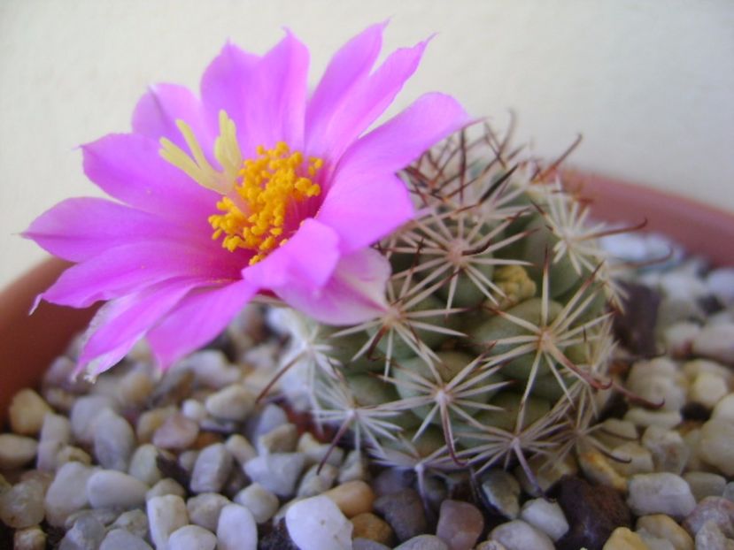 Mammillaria schumannii v. globosa (Bartschella schumannii) - Cactusi 2017 bis bis