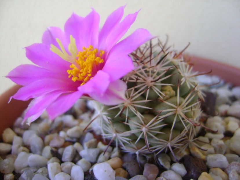 Mammillaria schumannii v. globosa (Bartschella schumannii) - Cactusi 2017 bis bis