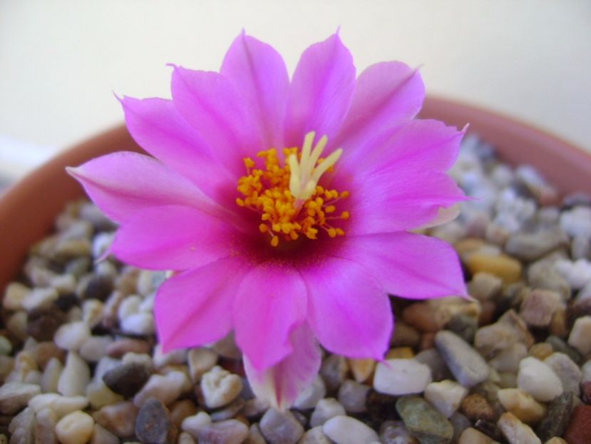 Mammillaria schumannii v. globosa (Bartschella schumannii) - Cactusi 2017 bis bis