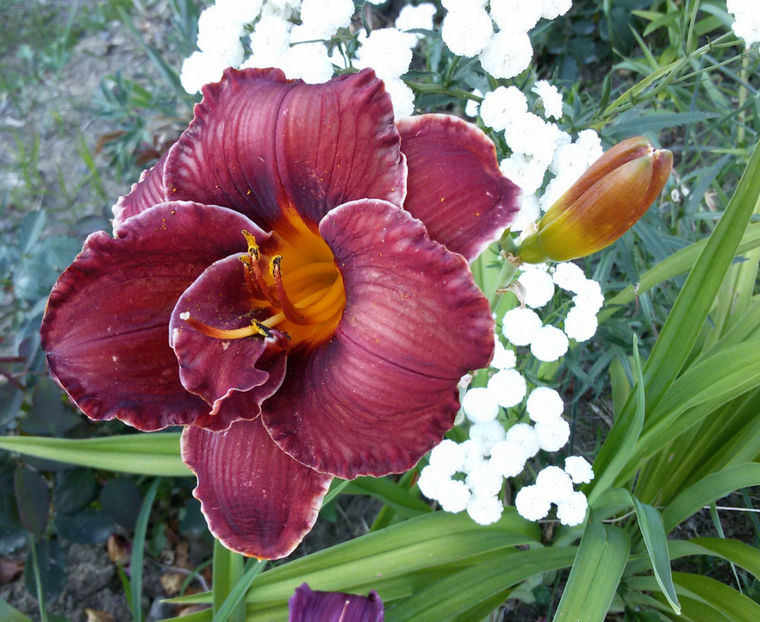 20170627_191445-1 - hemerocallis 2017