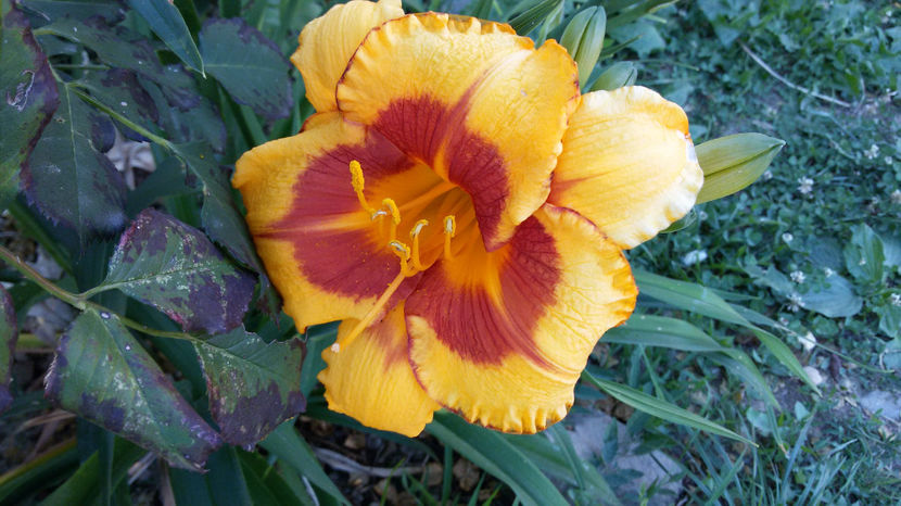  - hemerocallis 2017