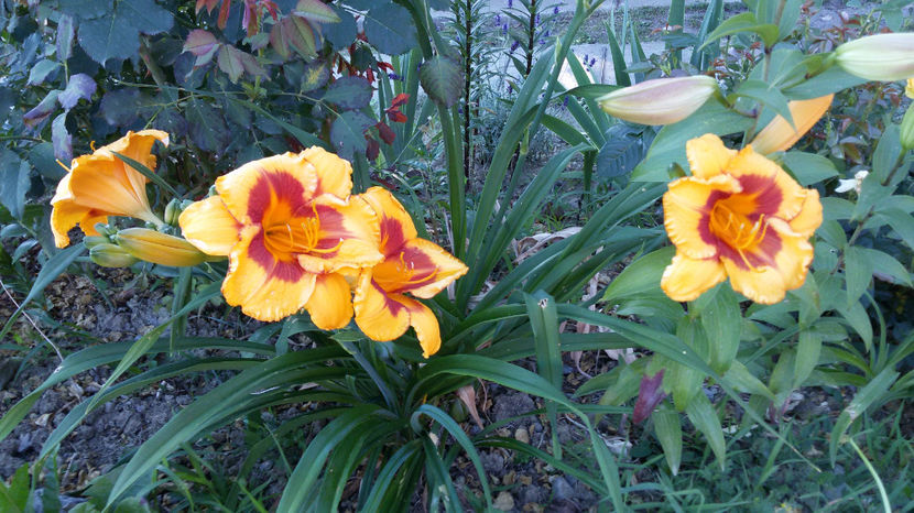  - hemerocallis 2017