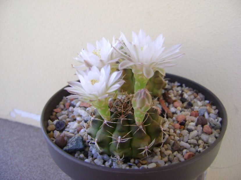 Gymnocalycium damsii v. tucavocense - Cactusi 2017 Gymnocalycium