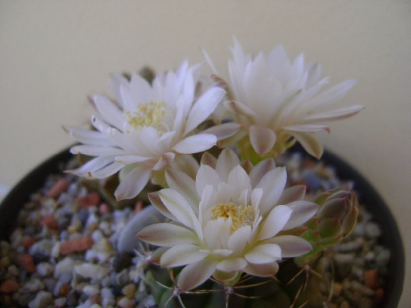 Gymnocalycium damsii v. tucavocense - Cactusi 2017 Gymnocalycium