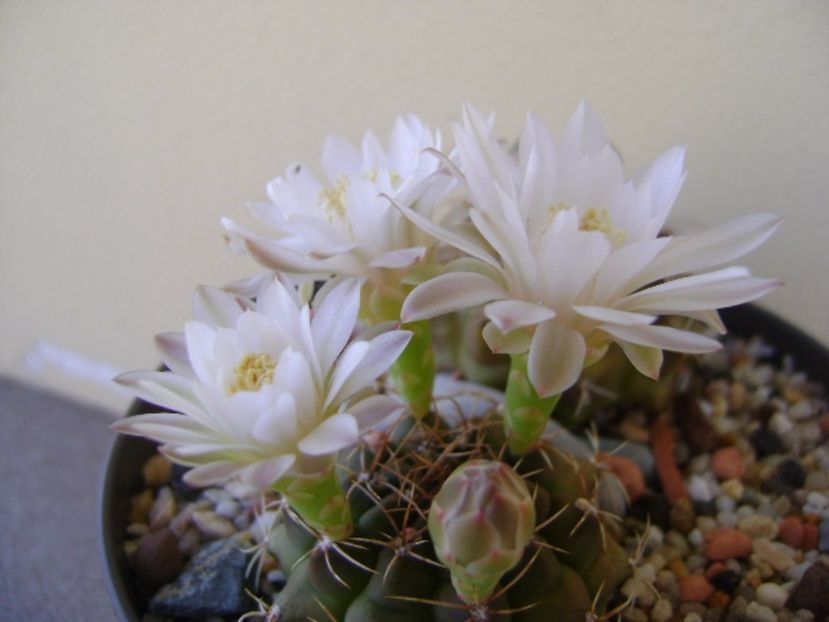 Gymnocalycium damsii v. tucavocense - Cactusi 2017 Gymnocalycium