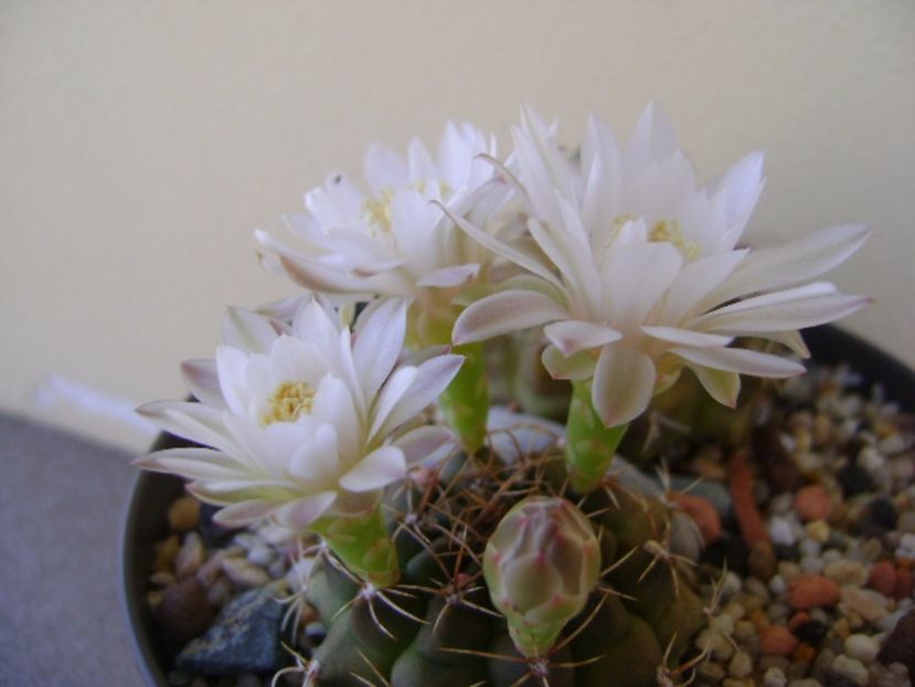 Gymnocalycium damsii v. tucavocense - Cactusi 2017 Gymnocalycium