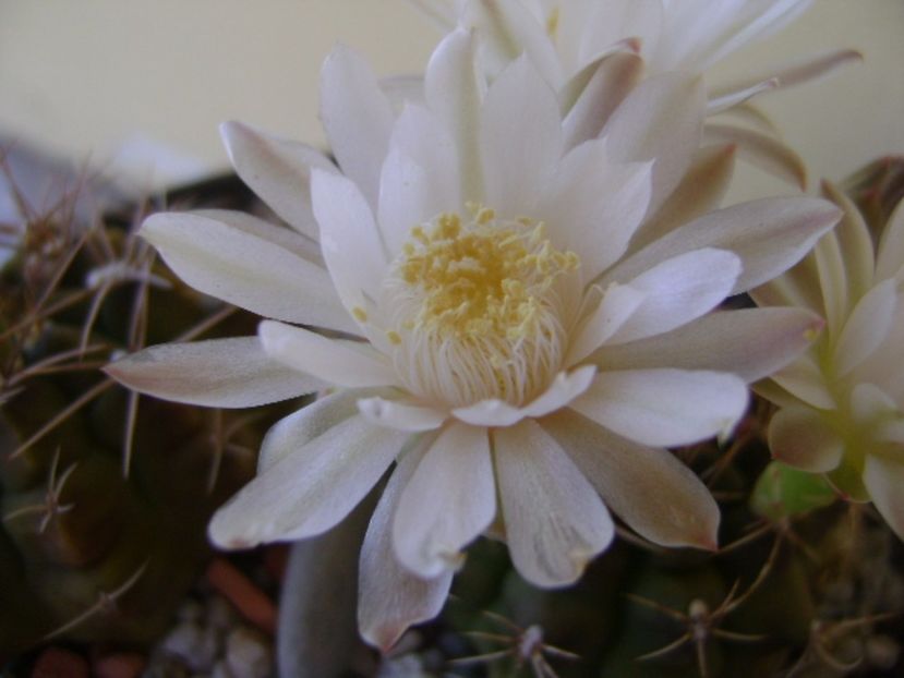 Gymnocalycium damsii v. tucavocense - Cactusi 2017 Gymnocalycium