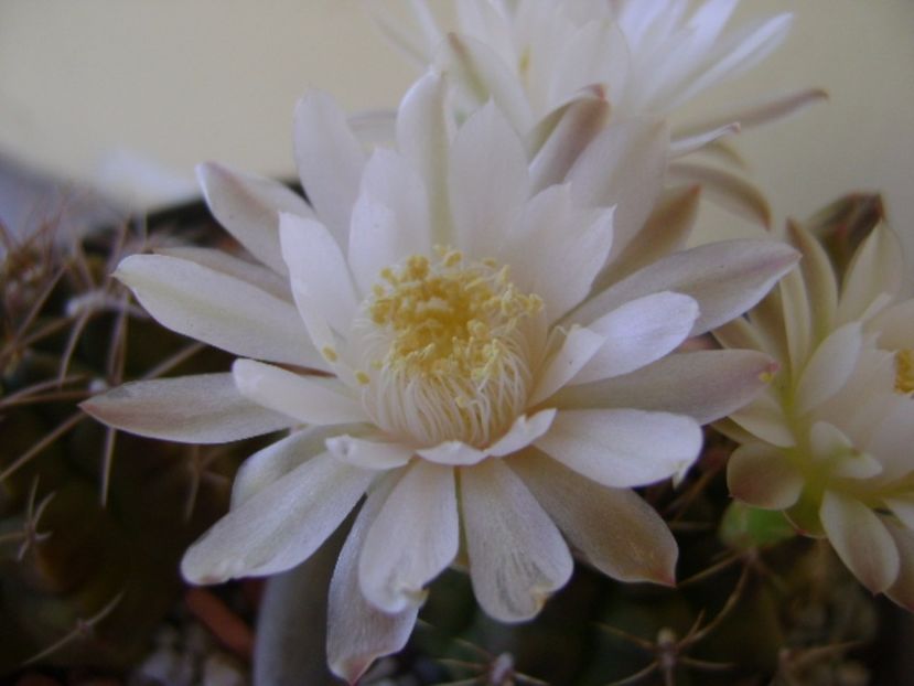 Gymnocalycium damsii v. tucavocense - Cactusi 2017 Gymnocalycium