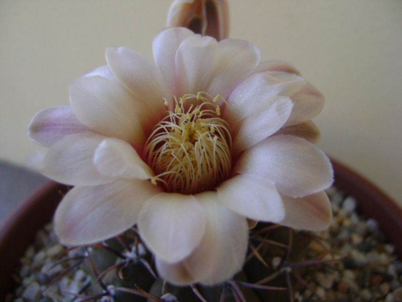 Gymnocalycium ochoterenae v. cinereum - Cactusi 2017 Gymnocalycium
