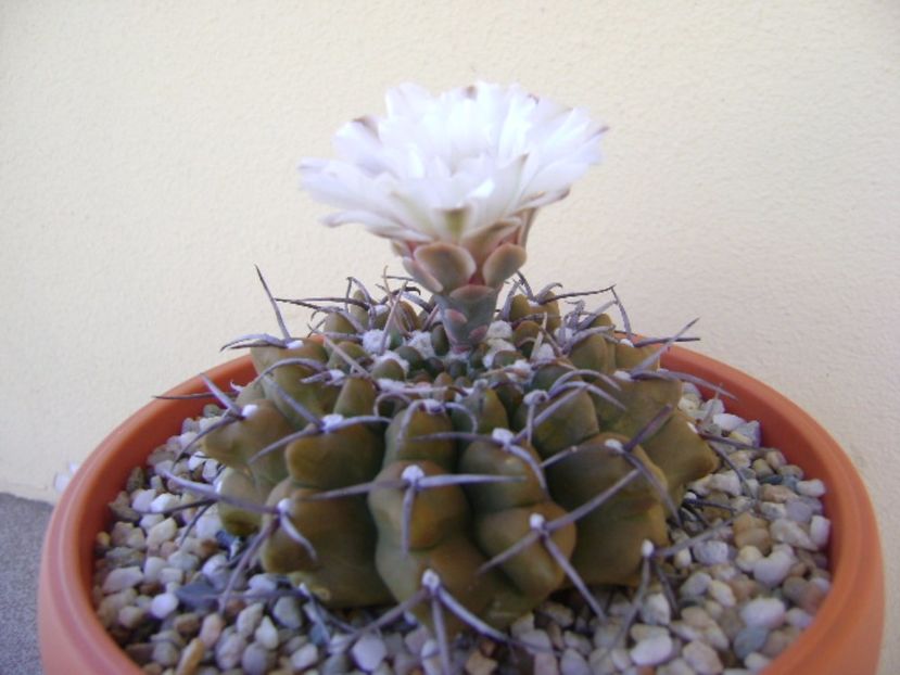 Gymnocalycium vatteri - Cactusi 2017 Gymnocalycium