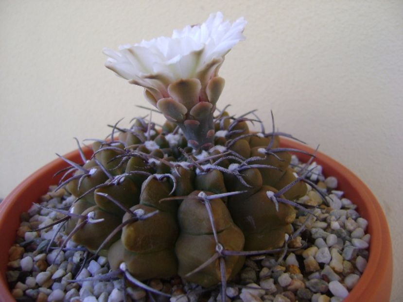 Gymnocalycium vatteri - Cactusi 2017 Gymnocalycium