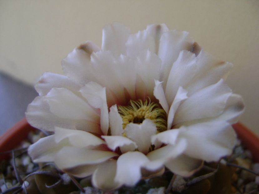 Gymnocalycium vatteri - Cactusi 2017 Gymnocalycium