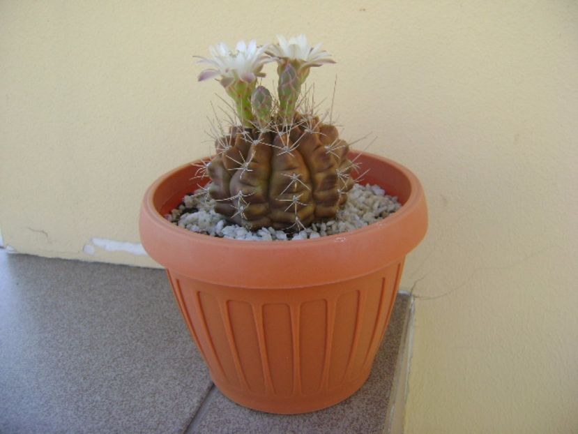 Gymnocalycium mihanovichii - Cactusi 2017 Gymnocalycium