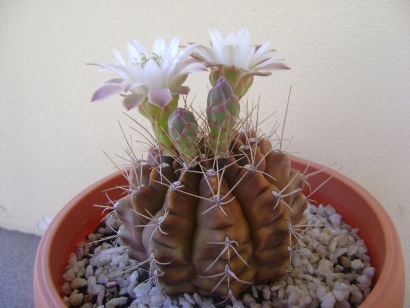 Gymnocalycium mihanovichii - Cactusi 2017 Gymnocalycium