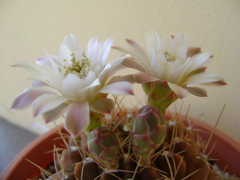 Gymnocalycium mihanovichii - Cactusi 2017 Gymnocalycium