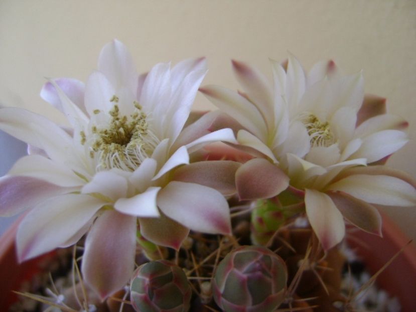 Gymnocalycium mihanovichii - Cactusi 2017 Gymnocalycium