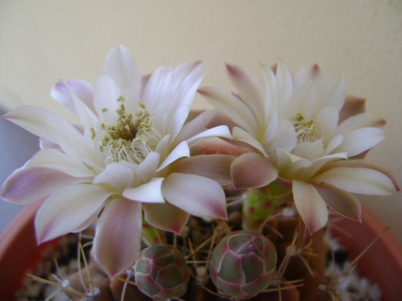 Gymnocalycium mihanovichii - Cactusi 2017 Gymnocalycium