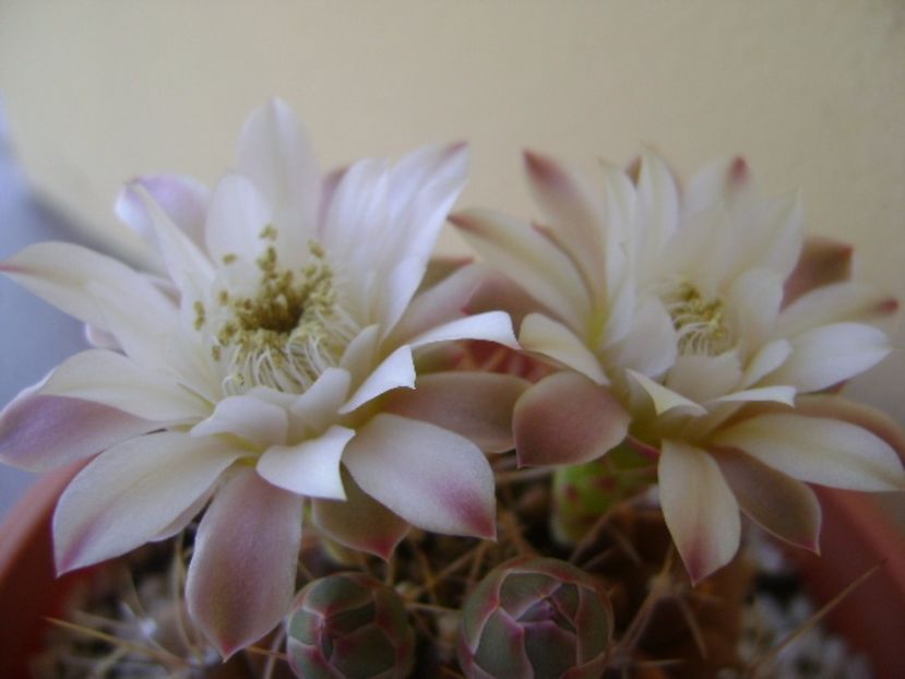 Gymnocalycium mihanovichii - Cactusi 2017 Gymnocalycium