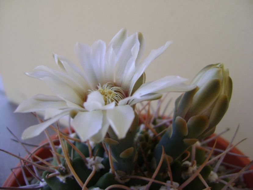 Gymnocalycium intermedium - Cactusi 2017 Gymnocalycium