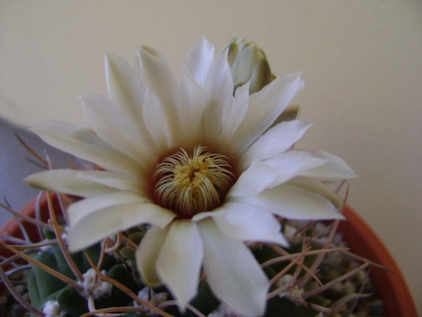 Gymnocalycium intermedium - Cactusi 2017 Gymnocalycium