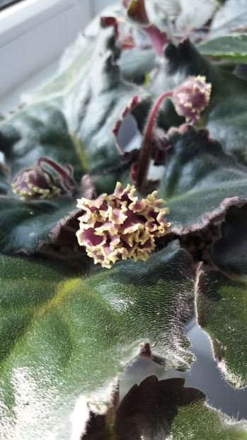 27 iunie - ZZ LE Pariszkije Tainy