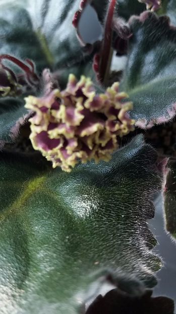 27 iunie - ZZ LE Pariszkije Tainy