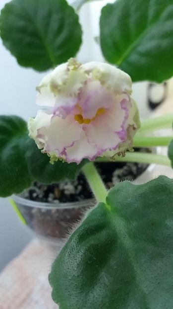 27 iunie prima inflorire - ZZ Georgia sport