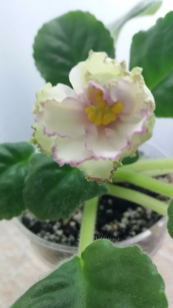 27 iunie - ZZ Georgia sport