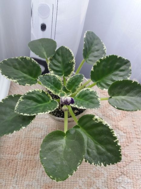 25 iunie - ZZ RS Figaro