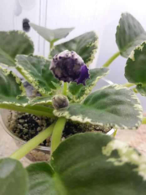 25 iunie - ZZ RS Figaro