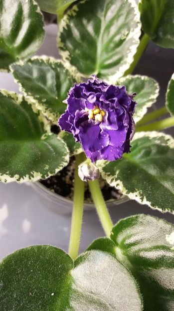 27 iunie - ZZ RS Figaro