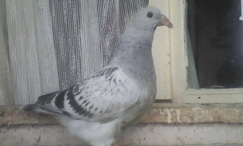 X soul f 2017 - PUII 2017 DIN LA FABRICA