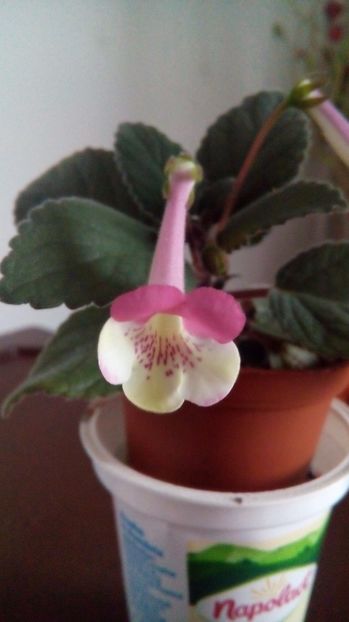  - Mini Sinningia 2017