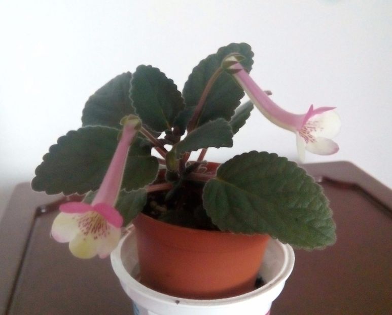 Stone Yulia - Mini Sinningia 2017