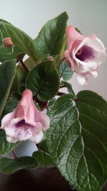 Party Dress - Mini Sinningia 2017