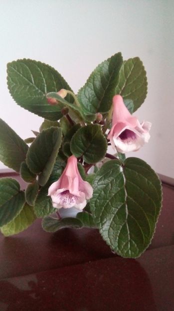  - Mini Sinningia 2017