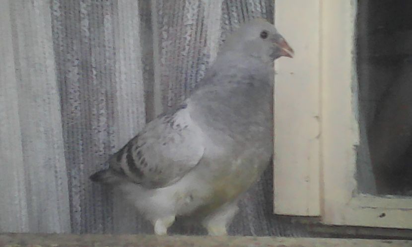  - PUII 2017 DIN LA FABRICA