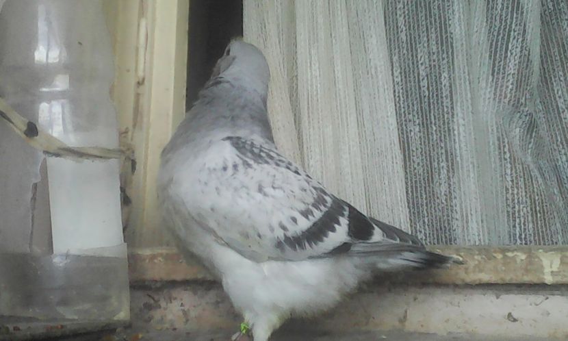  - PUII 2017 DIN LA FABRICA