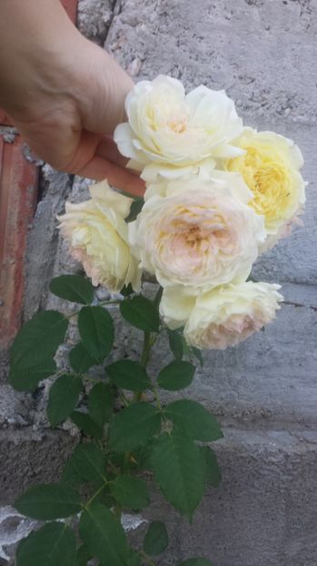  - Gradina iunie 2017