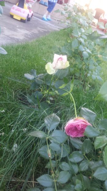  - Gradina iunie 2017