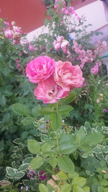  - Gradina iunie 2017