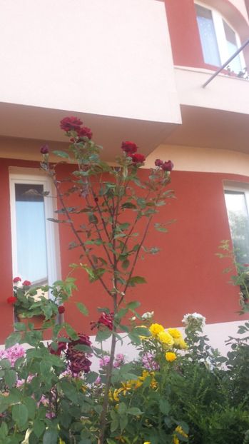  - Gradina iunie 2017