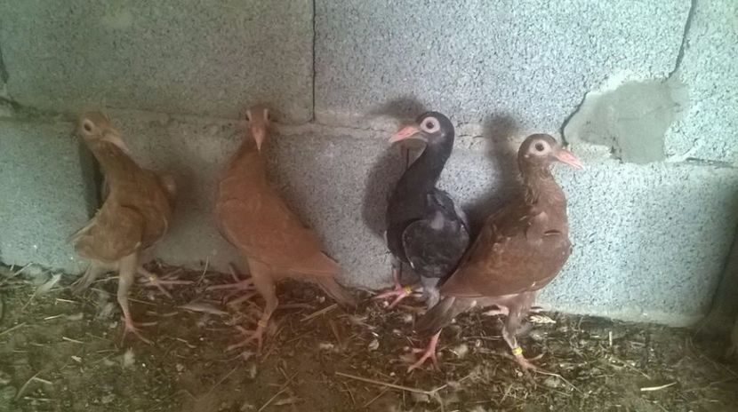  - 7 PUI DE CARIERI 2017