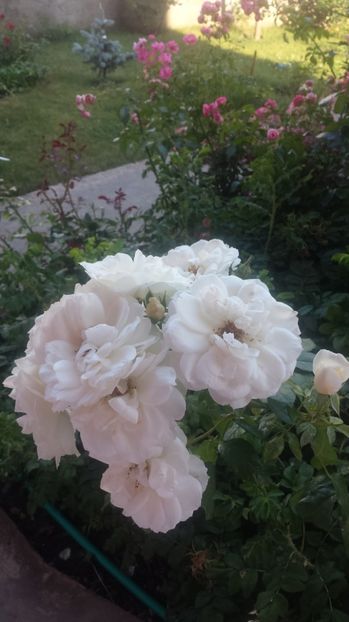  - Gradina iunie 2017
