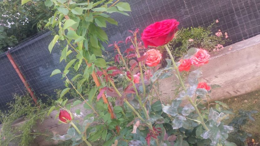  - Gradina iunie 2017